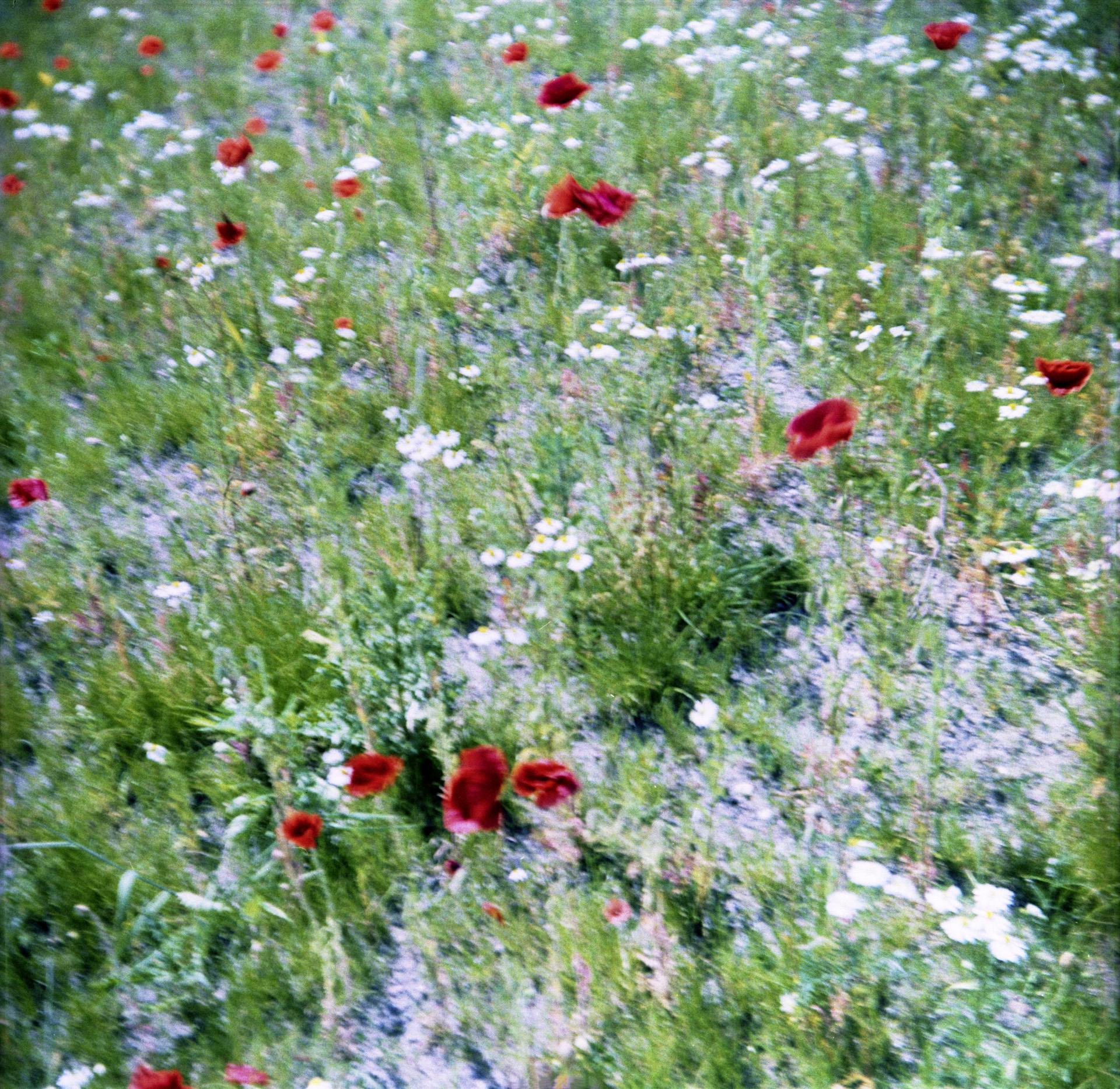 © Holger Kral • Photography - 3432_Hiddensee_IV -  - photo #4 - 