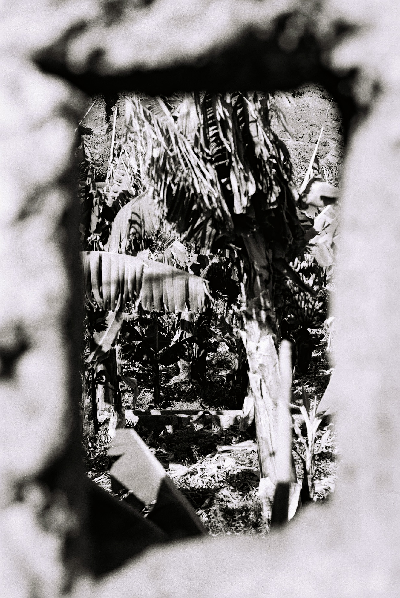 © Holger Kral • Photography - Go04_03_23 - 2004, blackwhite, flores, gomera, journey, landscape, nature - photo #6 - 