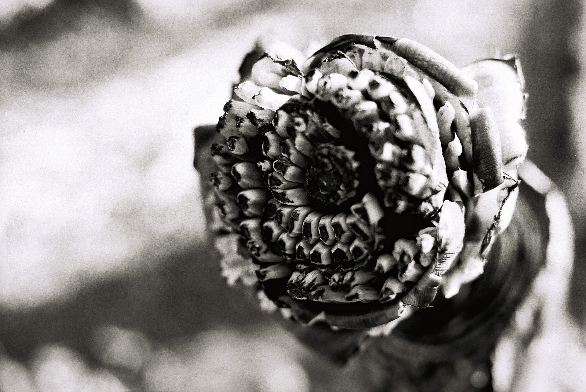 © Holger Kral • Photography - Go04_03_36 - 2004, blackwhite, flores, gomera, journey, landscape, nature - photo #5 - 