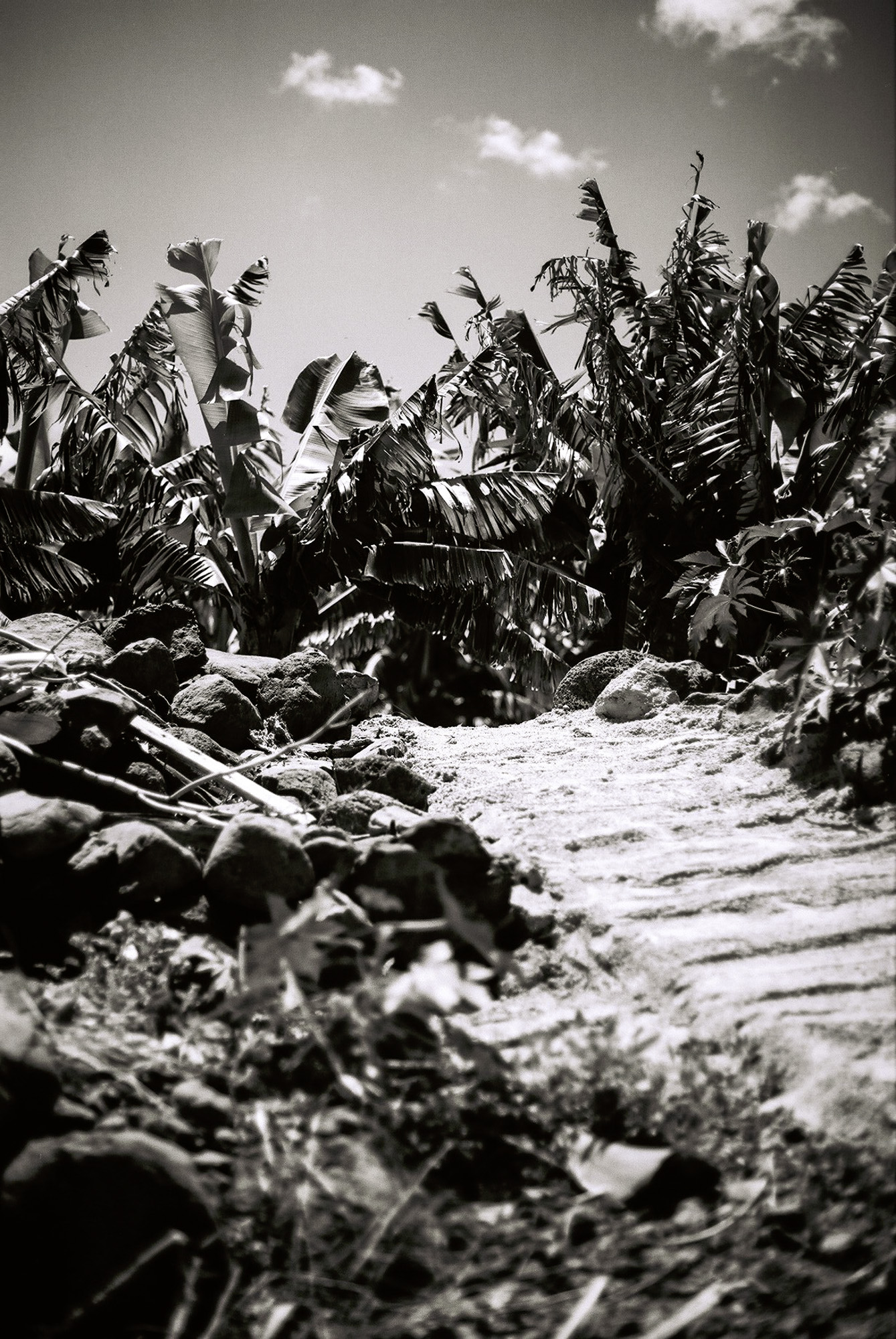 © Holger Kral • Photography - Go04_05_14 - 2004, blackwhite, cosas, gomera, journey, landscape, street - photo #3 - 