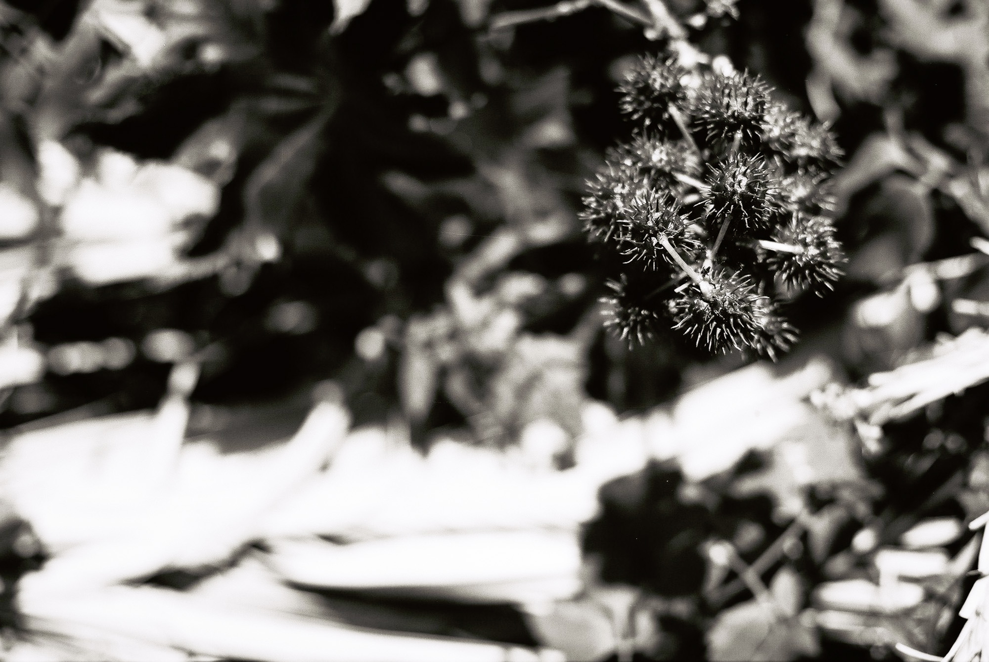 © Holger Kral • Photography - Go04_05_17 - 2004, blackwhite, flores, gomera, journey, landscape, nature - photo #6 - 
