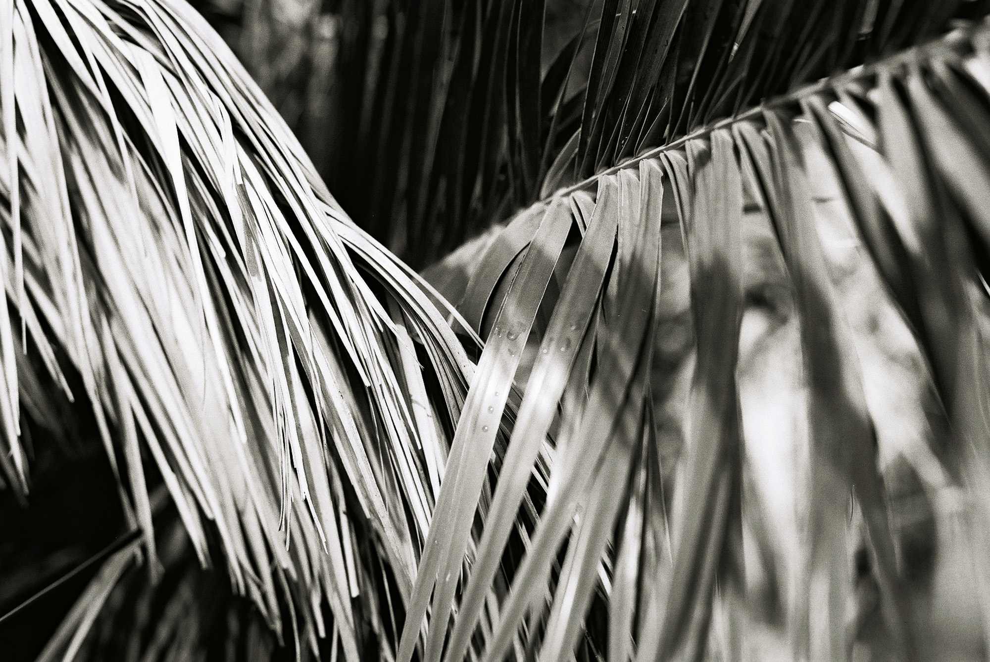 © Holger Kral • Photography - Go04_08_35 - 2004, blackwhite, flores, gomera, journey, landscape, nature - photo #10 - 