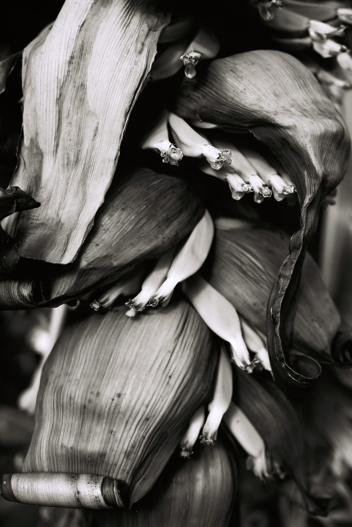 © Holger Kral • Photography - Go04_10_21 - 2004, blackwhite, flores, gomera, journey, landscape, nature - photo #15 - 