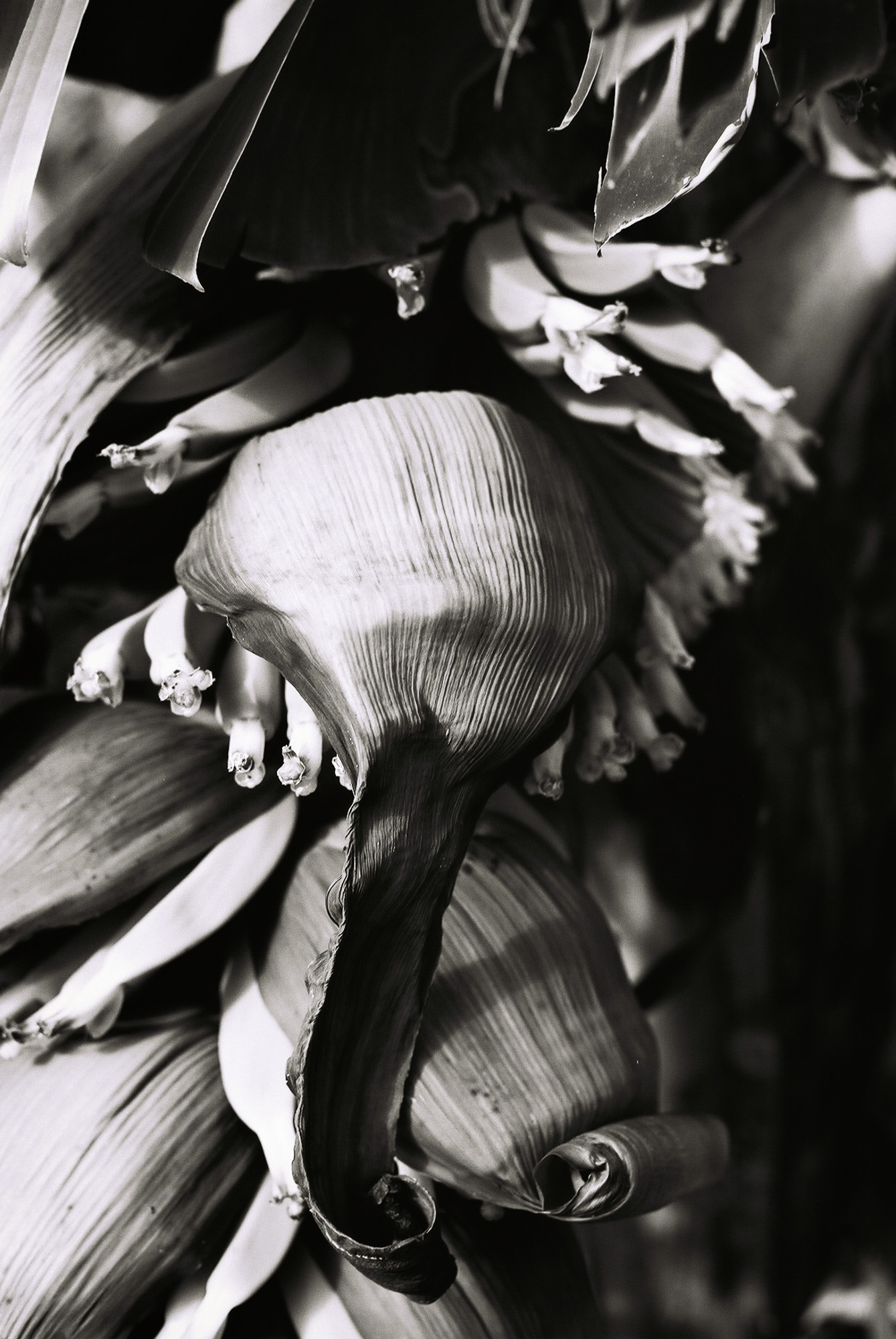 © Holger Kral • Photography - Go04_10_29 - 2004, blackwhite, flores, gomera, journey, landscape, nature - photo #16 - 