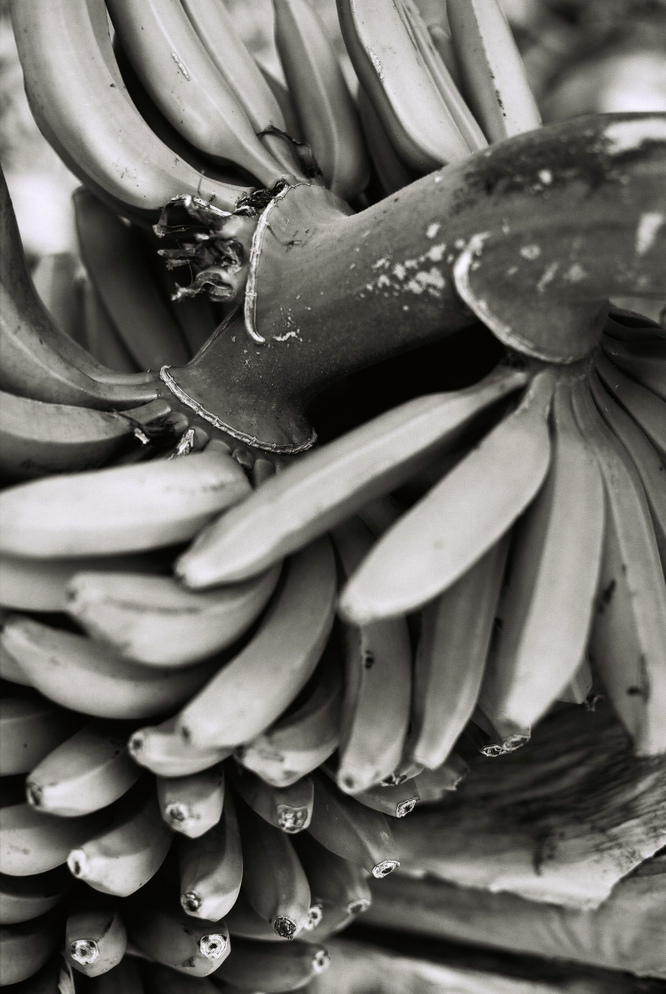 © Holger Kral • Photography - Go04_11_09 - 2004, blackwhite, flores, gomera, journey, landscape, nature - photo #18 - 