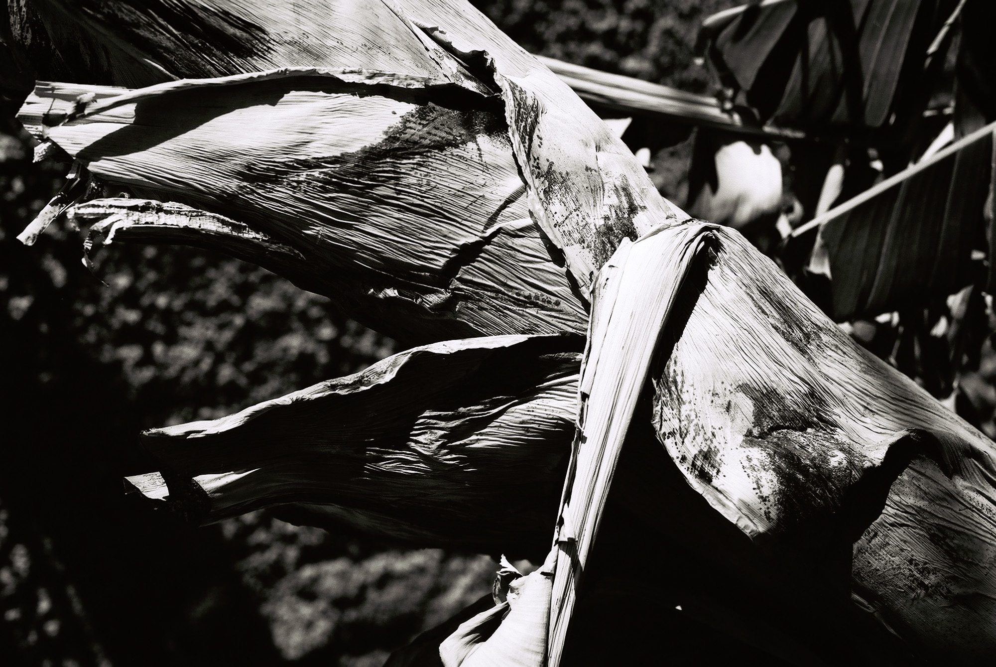 © Holger Kral • Photography - Go04_11_17 - 2004, blackwhite, flores, gomera, journey, landscape, nature - photo #15 - 