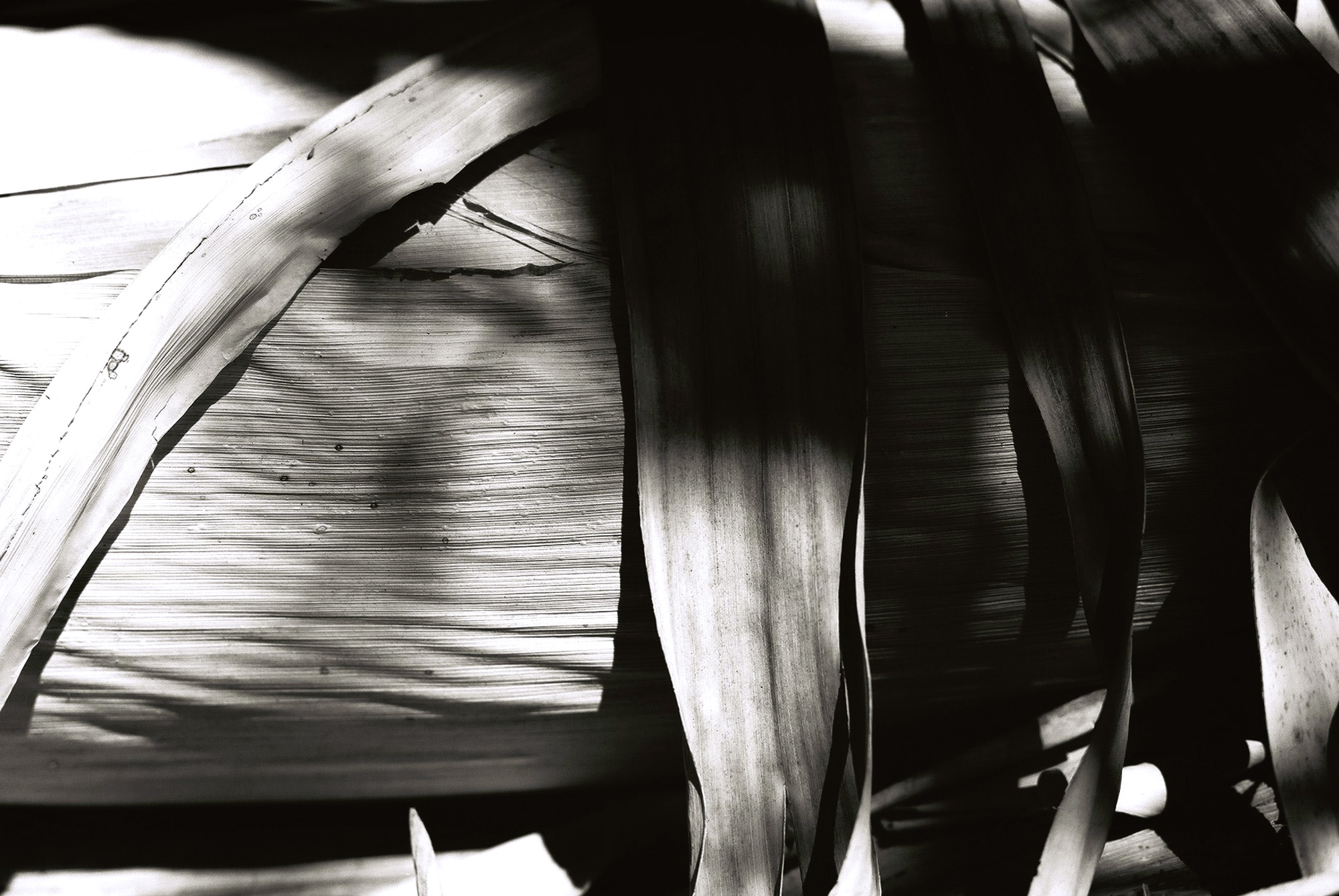 © Holger Kral • Photography - Go04_11_27 - 2004, blackwhite, flores, gomera, journey, landscape, nature - photo #22 - 