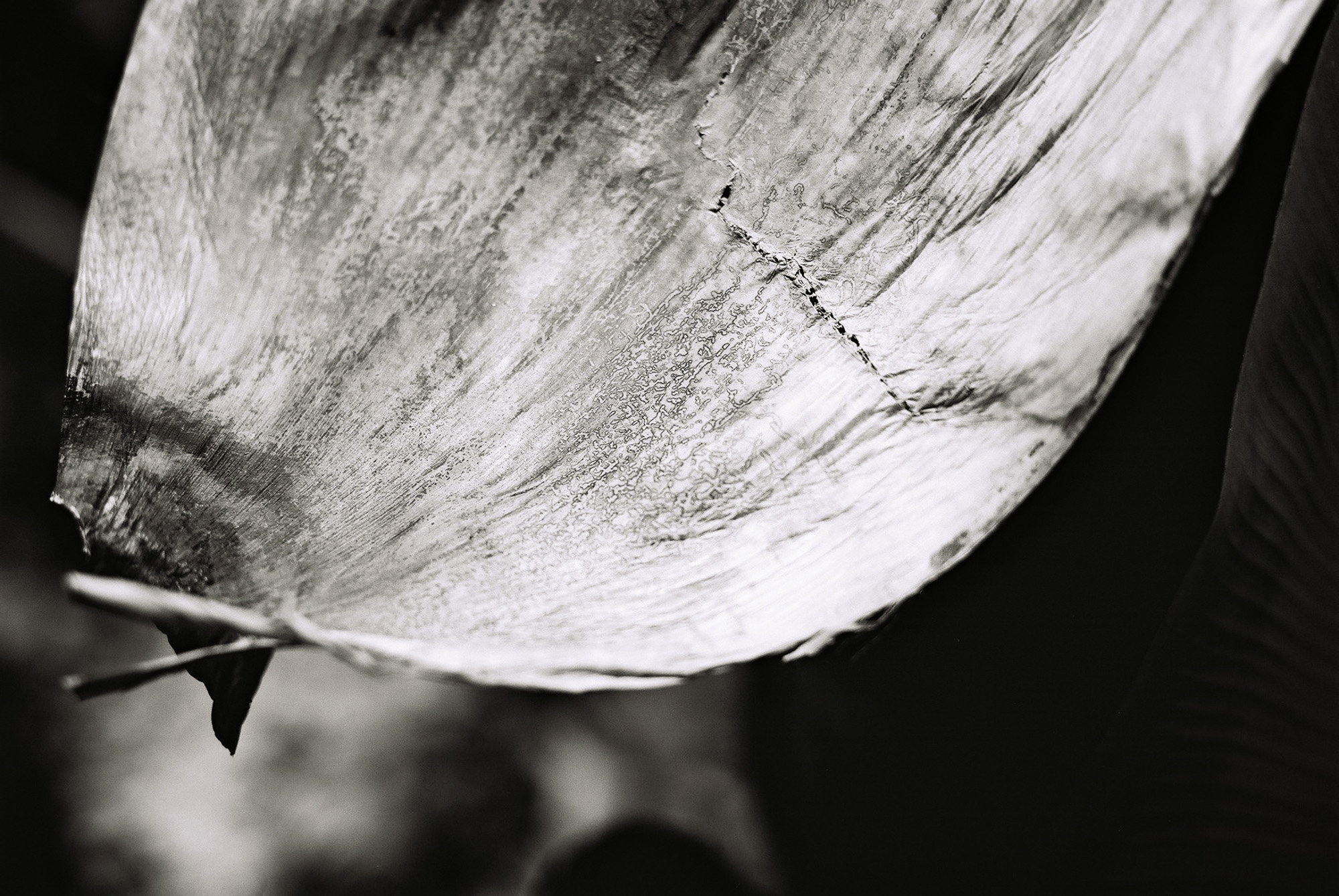 © Holger Kral • Photography - Go04_11_32 - 2004, blackwhite, flores, gomera, journey, landscape, nature - photo #18 - 