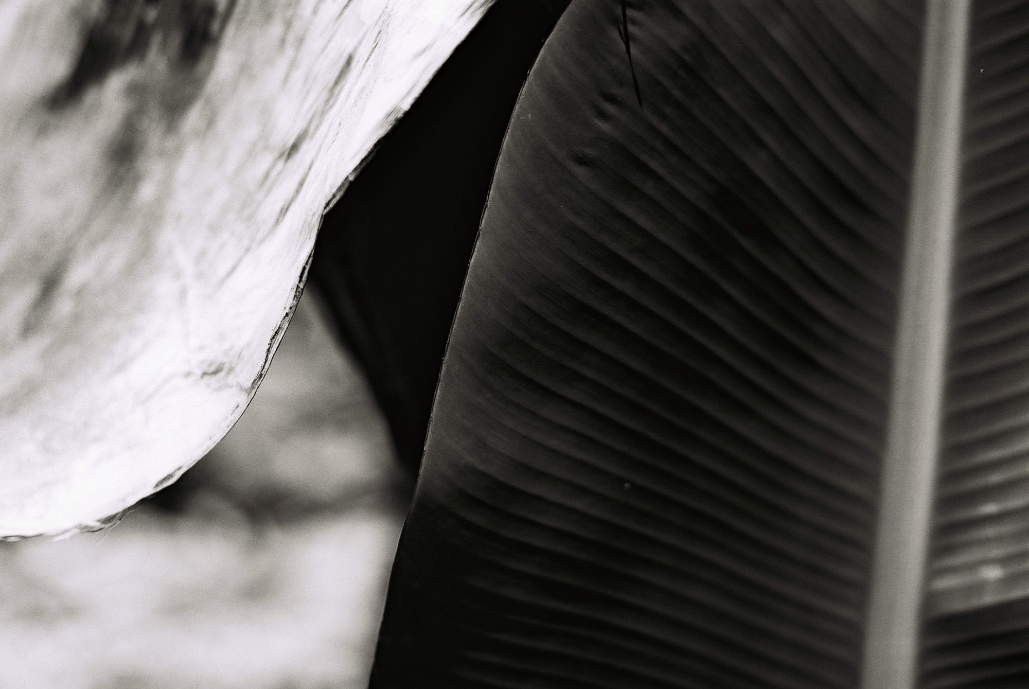 © Holger Kral • Photography - Go04_11_34 - 2004, blackwhite, flores, gomera, journey, landscape, nature - photo #19 - 