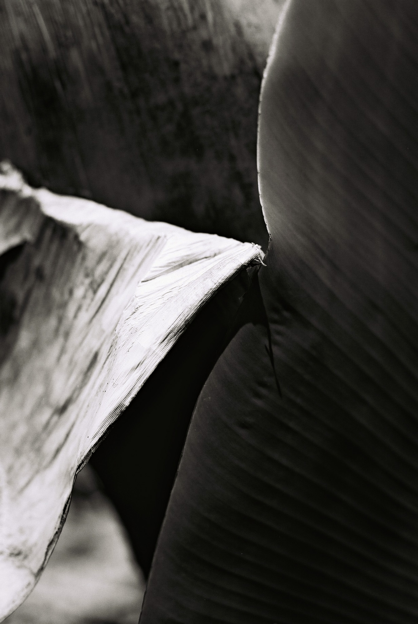 © Holger Kral • Photography - Go04_11_36 - 2004, blackwhite, flores, gomera, journey, landscape, nature - photo #20 - 