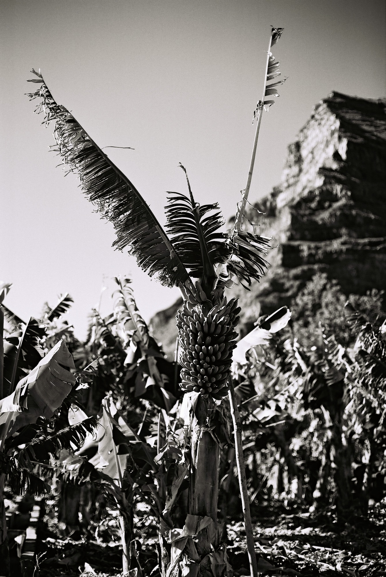 © Holger Kral • Photography - Go04_12_29 - 2004, blackwhite, flores, gomera, journey, landscape, nature - photo #23 - 