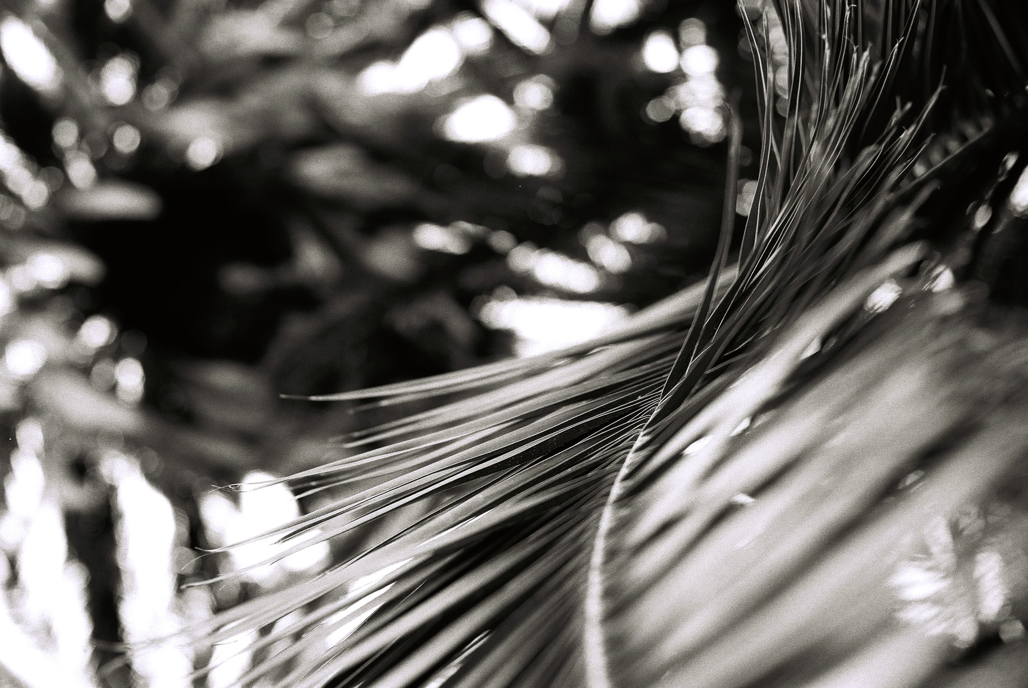 © Holger Kral • Photography - Go04_17_16 - 2004, blackwhite, flores, gomera, journey, landscape, nature - photo #28 - 