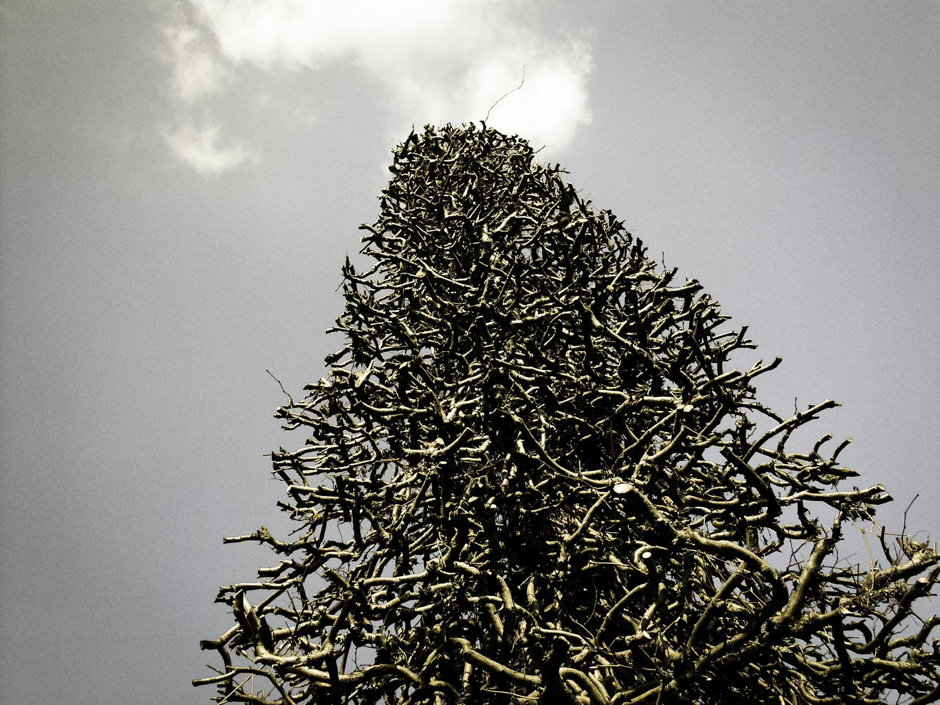 © Holger Kral • Photography - l1200153 - 2007, color, flowers, germany, landscape, potsdam, spring - photo #3 - 