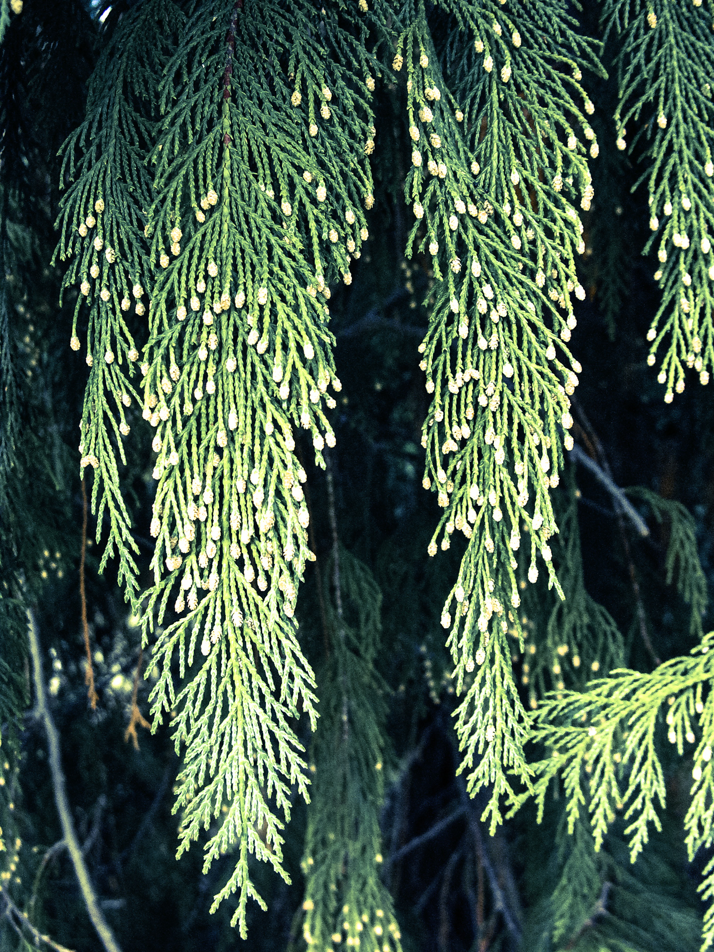 © Holger Kral • Photography - l1200164 - 2007, color, flowers, germany, landscape, potsdam, spring - photo #5 - 