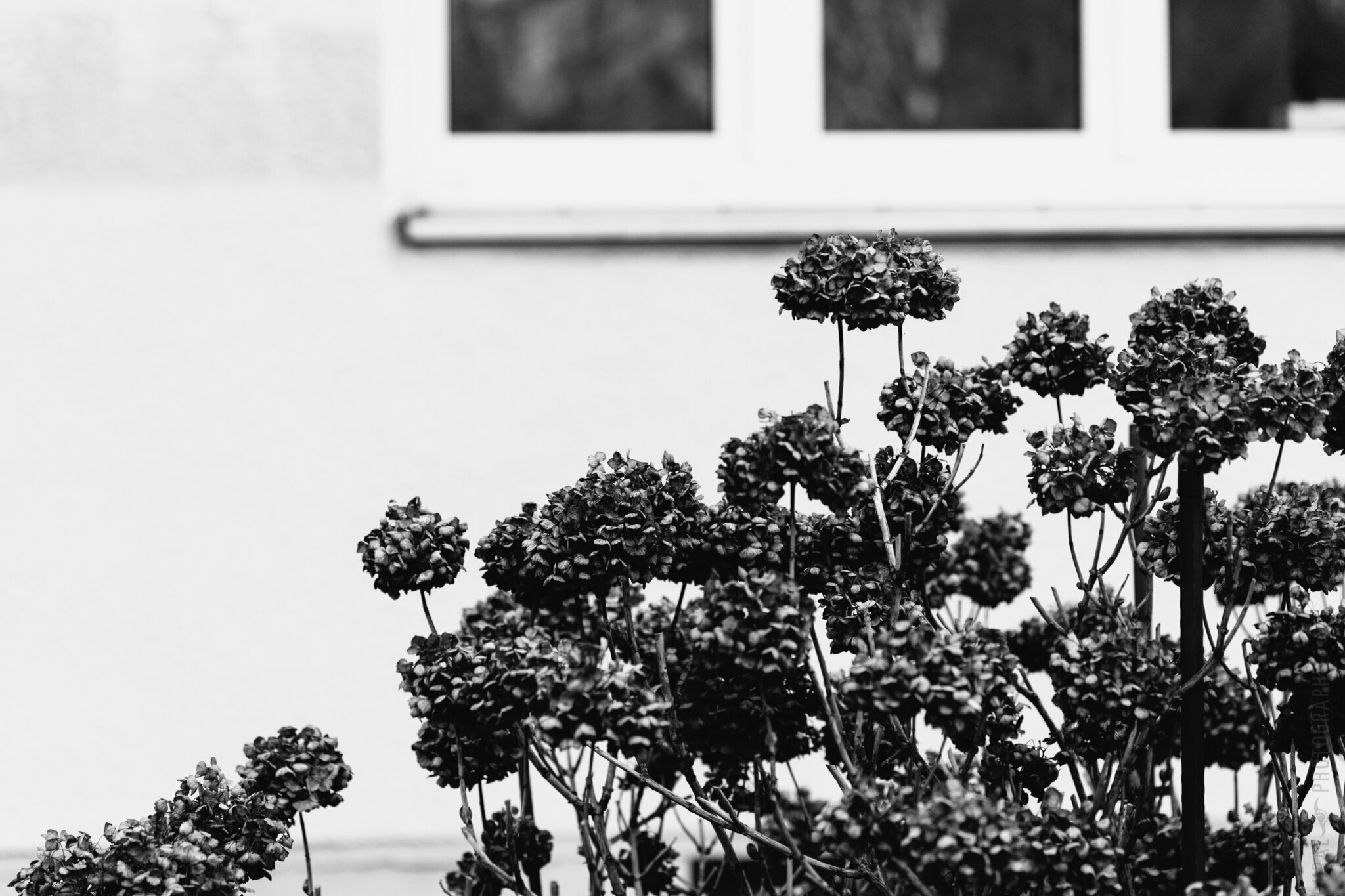 © Holger Kral • Photography - 06_IMG_0924 -  - photo #6 - 